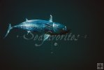Bonito underwater