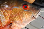 Closeup of mutton snapper