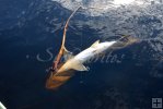 Tarpon belly-up
