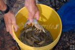 Bucket with shrimp