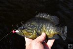 Warmouth closeup