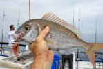 Red porgy on Gulf partyboat