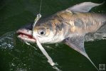 Gafftop with big tarpon hook