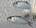 White bait, Florida