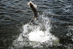 Jumping snook-2