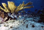 Coral in Belize