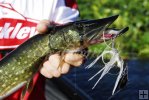 Pickerel Pickerel