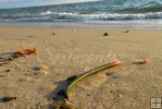 Mangrove seedling washed ashore