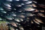 Gray Snapper school underwater-3