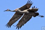 Cranes