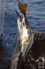Properly billing a sailfish