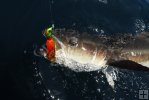 Cobia with colorful jig