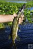 Adult pickerel in Florida