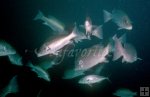 Large gray snappers underwater