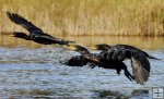 Cormorants