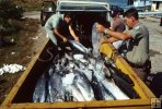 Texas game wardens with illegal kingfish