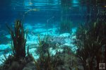 Florida spring and tilapia