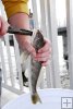 Unhooking a whiting
