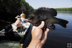 Dark bluegill