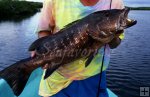 Cubera snapper, Belize