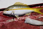 Yellowtail snapper on bait board
