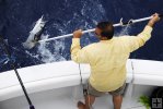 Gaffing a wahoo
