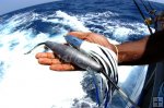Wahoo plastic lure with heavy trolling lead