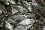 Commercially-caught menhaden