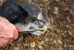Young turtle