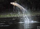 Sturgeon Sturgeon