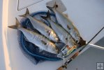 Bluefish catch Bluefish catch