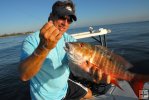 Fine mutton snapper
