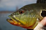 Peacock bass Peacock bass