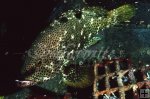 Rock Hind grouper