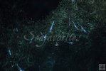 Squid feeding on baitfish