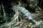 Andros Island bonefish