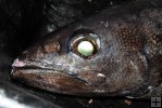 Closeup of oilfish