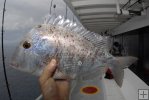 Closeup of porgy on Gulf partyboat