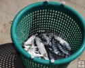 Green basket mullet