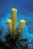 Soft sponge, Belize