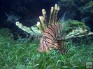 Lionfish on grass bottom Lionfish on grass bottom