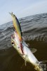 Ladyfish and Rapala plug