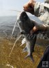 Gafftop sail catfish