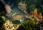 Grouper Grouper