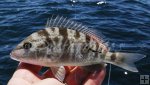 Pigfish