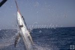 Blue marlin jumps close