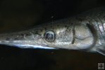 Needlenose gar closeup