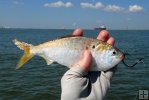 Menhaden with circle hook
