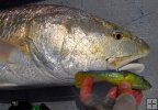 Bull redfish with soft plastic jig