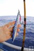 Metal amberjack jig